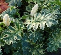 Acanthus 'Whitewater,' Photo Courtesy Ball Horticulture, Inc., www.ballhort.com