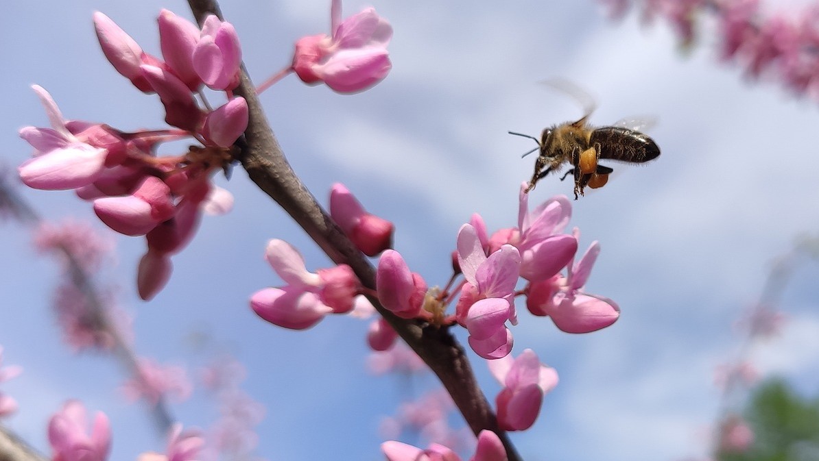 Help for Early Spring Pollinators