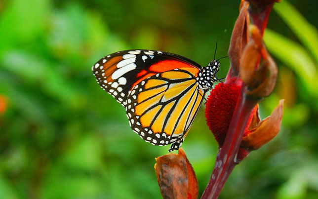 Butterfly Gardening - Tips & Plants to Attract Butterflies