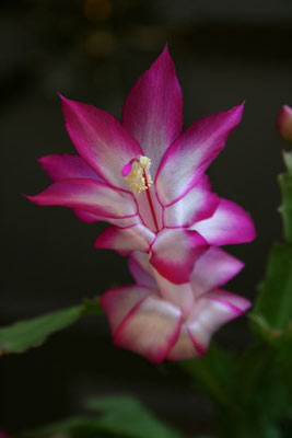 close-up bloom of christmas cactus