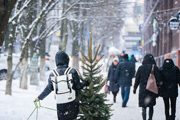 How to Care for your real Christmas tree