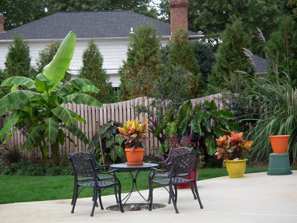 Yard with hardy banana, elephant ears, croton, and ornamental grass