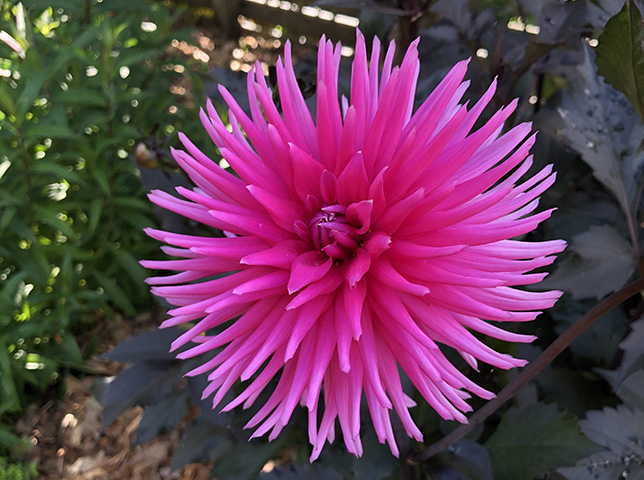 Guys and Dahlias: Tips on Growing this Fabulous Flower from the Experts