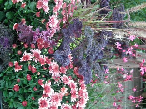 'Red Bor' kale blends beautifully in a fall display with pink mums, grasses, and pink guara