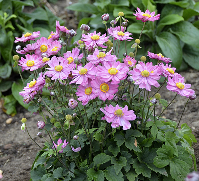 Fall Perennials to Suit any Garden