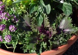 'Glamour Red' Kale with purple alyssum
