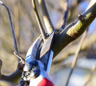 Winter Pruning:  Why, What, How and What NOT to?