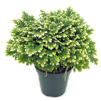 "Frosty Fern" is a form of variegated Selaginella (spikemoss) often sold at holiday time