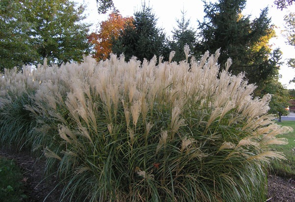Using Ornamental Grasses in Your Landscape
