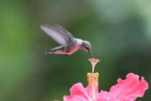 Hummingbird feeding on hibiscus flower
