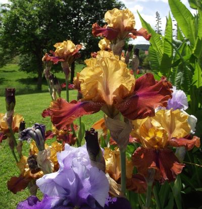 Iris: A Rainbow of Color for your Garden