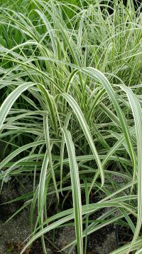 Miscanthus 'Cosmopolitan'