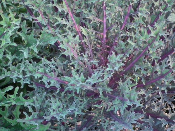 Red Peacock kale, just beginning to show color