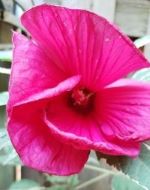 Variegated perennial hibiscus
