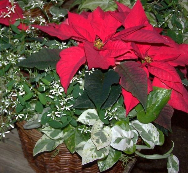 Using Plants to Add Life to Your Holiday Decor 