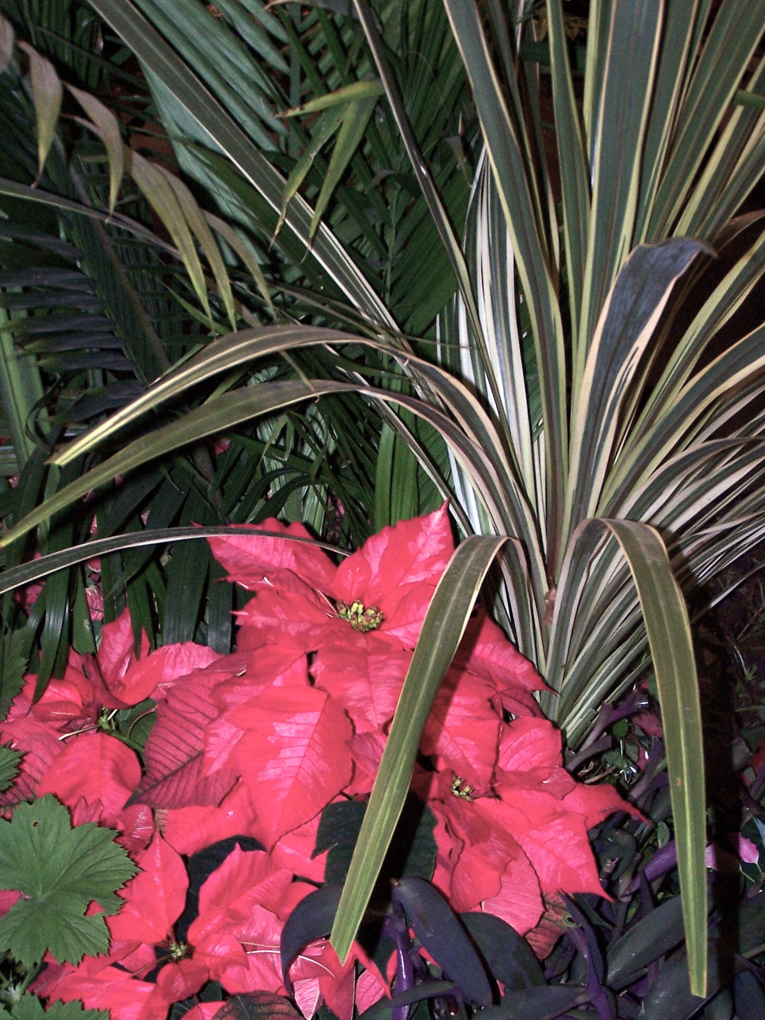 Tucking a pink and red poinsettia into this large houseplant updates your decor for the holidays with minimal effort.