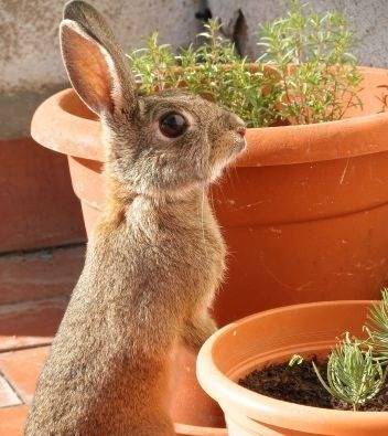 Protecting Plants from Animal Damage