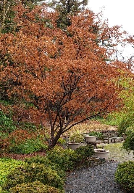 The Winter Garden: From Dull to Dazzling