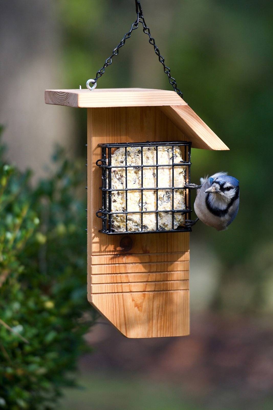 Feeding Wild Birds In Winter: Food, Feeders, and Facts