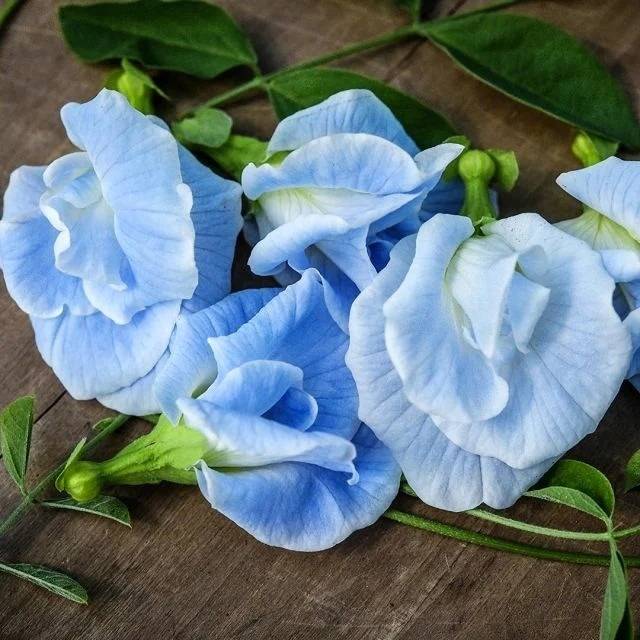 Flowering Vines to Grow From Seed