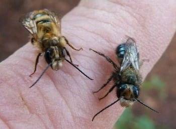 Mason Bees: A Valuable Early Spring Pollinator