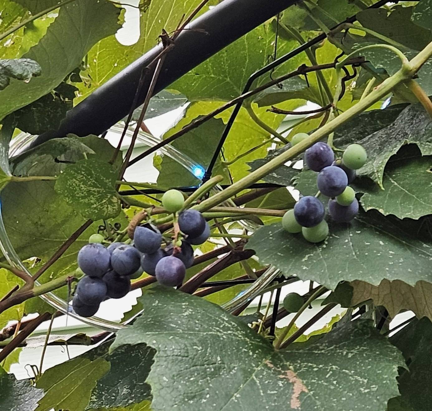 Backyard Grape Growing