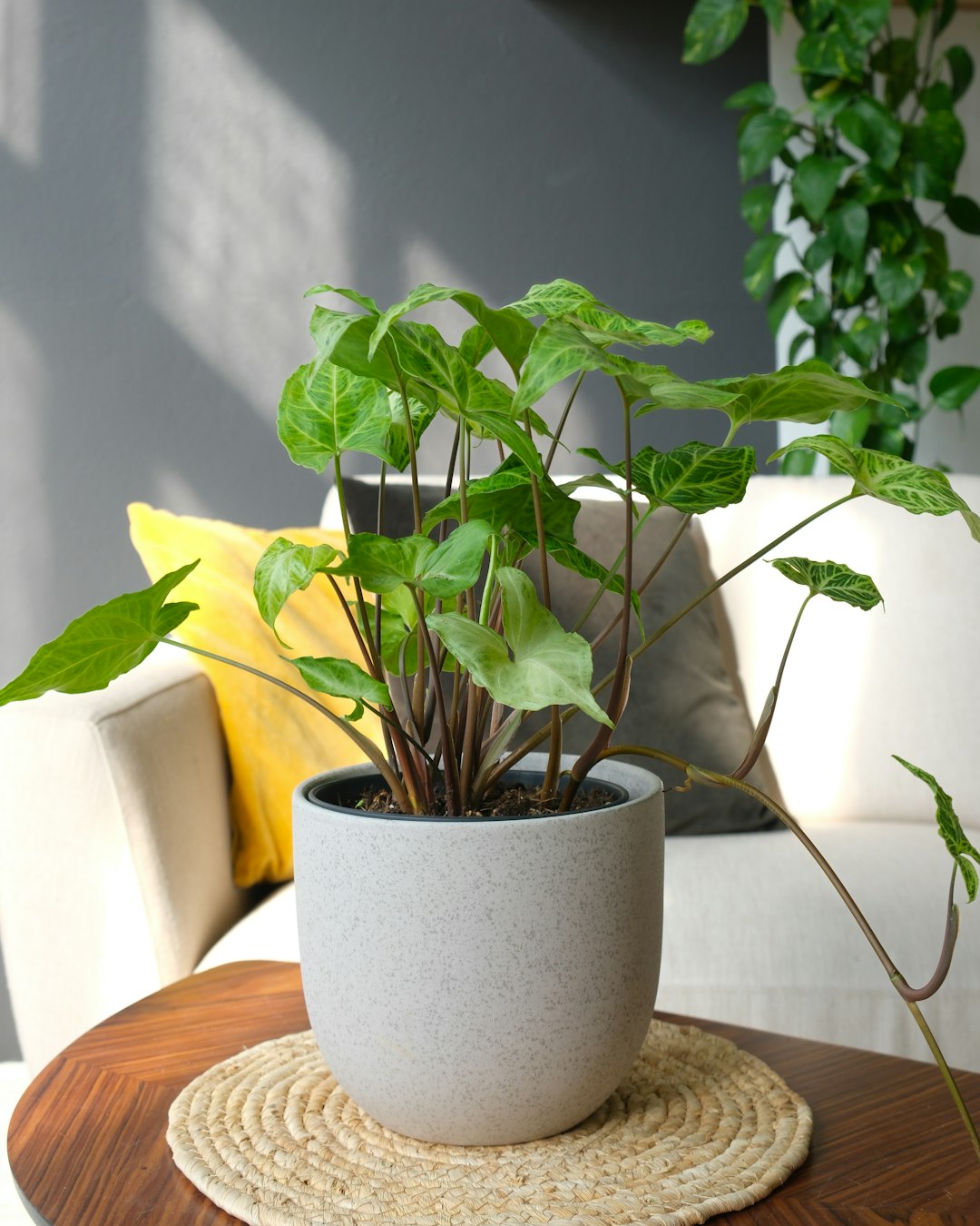 Overwintering Plants Indoors: Successful Transitioning
