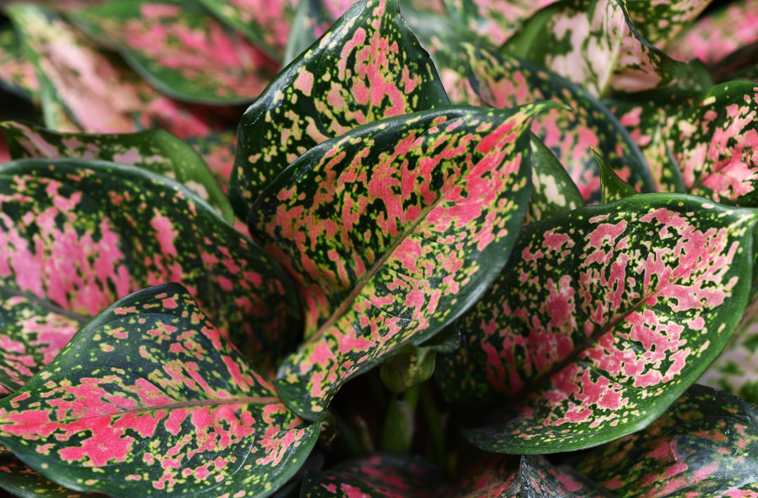 Pink Foliage Houseplants