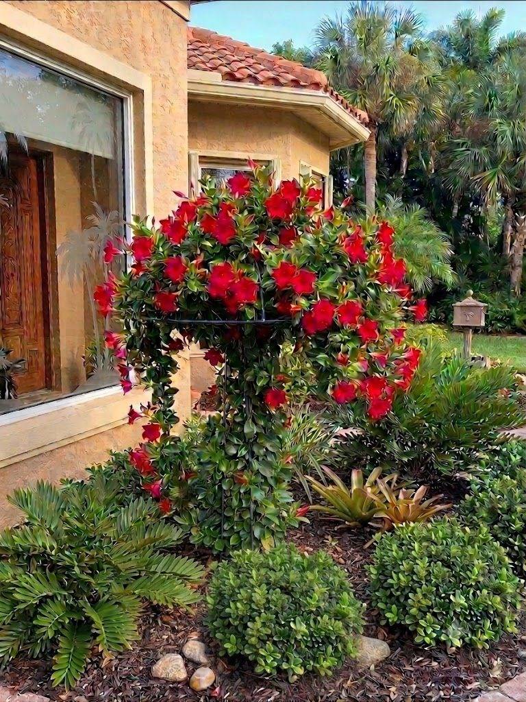 Flowering Vines: Creating a Stunning Display in Your Garden