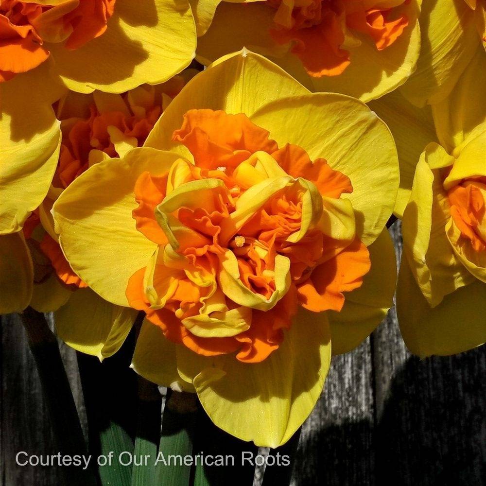Best Deer, Rabbit, & Rodent Resistant Spring-Blooming Bulbs
